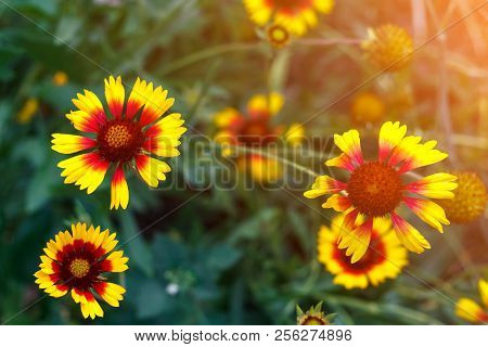 Beautiful Bright Yellow Flower Helenium On Blooming Green Meadow
