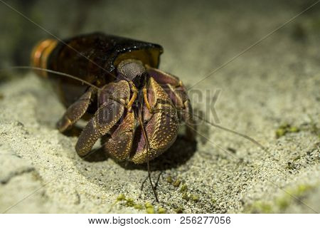 Big Hermit Crab Paguroidea Or Soldier-crab Found New Home In The Broken Glass Bottle. Ecology Issues