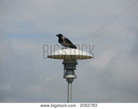 Crow