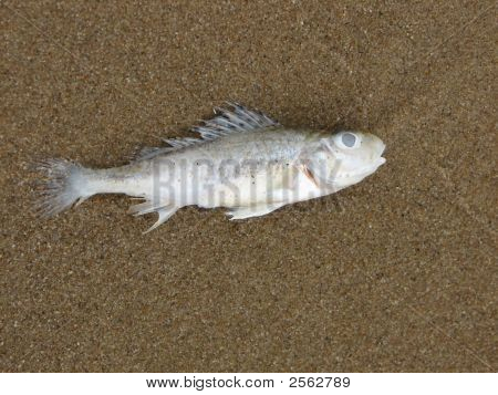 Vis