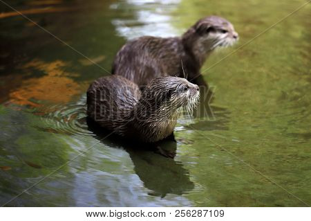 Cute Couple Of Eurasian Otters (lutra Lutra) Playing In Water. Photography Of Nature And Wildlife.