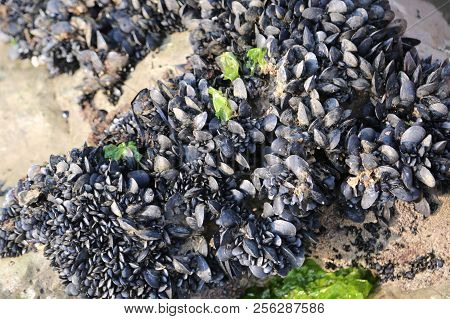 Background Of Black Mussels On The Rock By The Sea