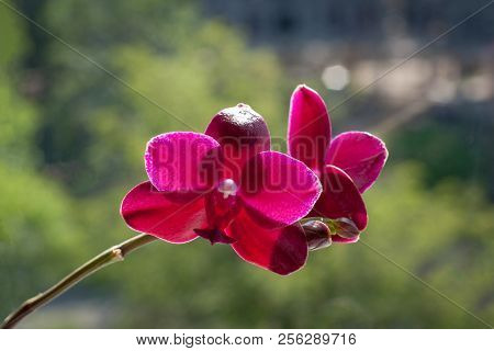 Phalaenopsis Orchid Sogo Relex Close-up On A Green Background