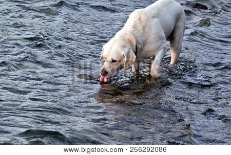 Dog White Labrador Drinks Water From The Lake