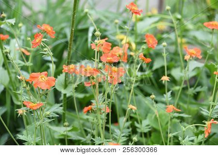 Scarlet Flowers Geum On A Background Of Green Grass.
