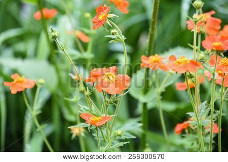 Scarlet Flower Avens Geum Aleppicum In The Garden