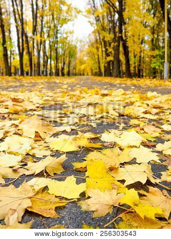 Autumn Background - Yellow Marple Leaves On Black Asphalt Road With Copy Space For Text. Fall Backgr