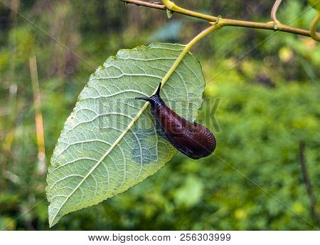 Arion Ater - Type Of Slugs From The Family Of Arionidae. Slug On A Leaf. Greean Forest On The Backgr