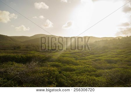 Desert Terrain With Cacti And Small Shrubs At Sunset