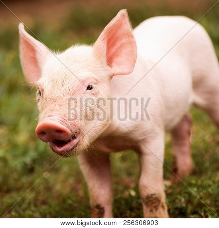 Cute Little Young Pig Is Standing Outdoors On Grass.