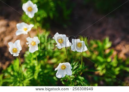 White Anemone Flowers In The Meadow. Anemone Narcissiflora. Selective Focus.