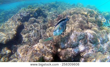 Fish-surgical Akantnuridae, Seabreams And Swim Around A Bright Colored Coral Reef In The Red Sea In