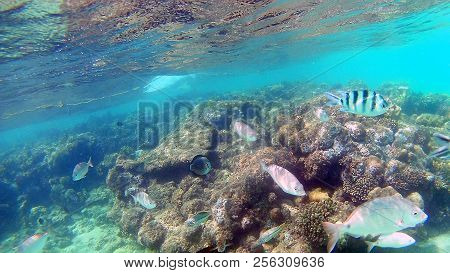 Fish-surgical Akantnuridae, Seabreams And Swim Around A Bright Colored Coral Reef In The Red Sea In