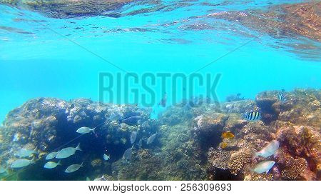 Fish-surgical Akantnuridae, Seabreams And Swim Around A Bright Colored Coral Reef In The Red Sea In