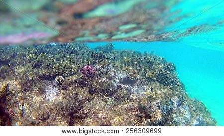 Fish-surgical Akantnuridae, Seabreams And Swim Around A Bright Colored Coral Reef In The Red Sea In