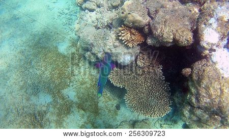 Fish-surgical Akantnuridae, Seabreams And Swim Around A Bright Colored Coral Reef In The Red Sea In