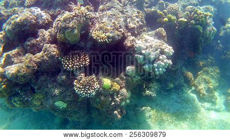 Fish-surgical Akantnuridae, Seabreams And Swim Around A Bright Colored Coral Reef In The Red Sea In