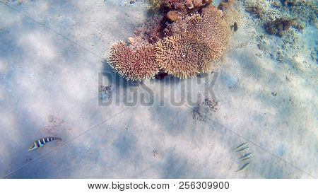 Fish-surgical Akantnuridae, Seabreams And Swim Around A Bright Colored Coral Reef In The Red Sea In