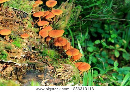 Yellow mushroom. The false chanterelle in the autumn forest. False honey agaric. Orange unedible mushrooms in the forest. Autumn forest. Unedible mushroom. Healthy and vegetarian food. Mushroom dishes. Coniferous forest. Beautiful Russian forest