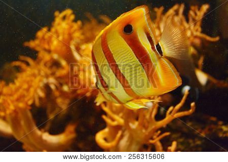 Coperband Butterfly (chelmon Rostratus) Among The Underwater Coral Reef