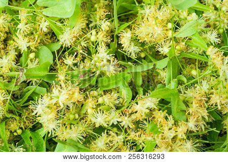 Flowers Blossoming Tree Linden Wood, Used For The Preparation Of Healing Tea, Natural Background, Sp
