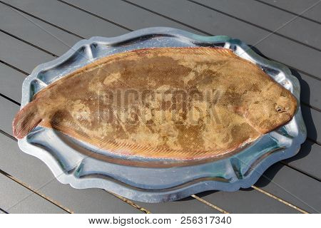 Common Sole On A Pewter Dish After Fishing In Brittany