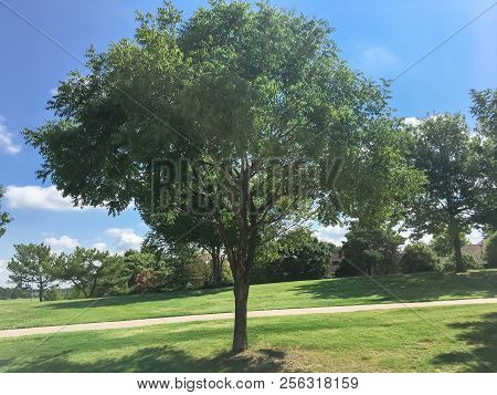 Lawn Park Near Residential Houses In Coppell, Texas, Usa