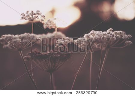 Cow Parsnip Field Flower During The Sunset.