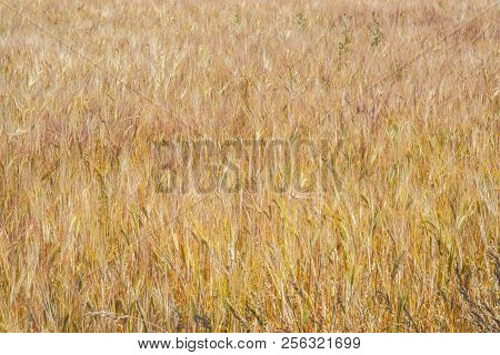 Fields And Meadows Of The Northern Sjelland, Denmark