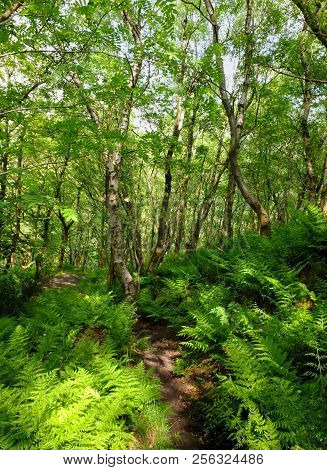 A Pathway Through Green Summer Woodland With Vibrant Green Foliage And Sunlit Ferns On The Forest Fl