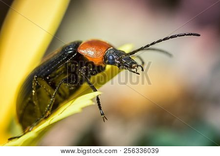Heliotaurus Ruficollis - Insect In A Yellow Petal.