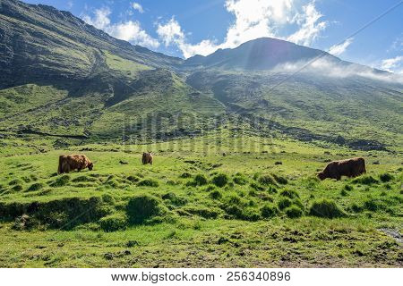Amazing View Of Bulls, Cows Or Yack Grazing Green Grass On Meadow Highlands With Perfect Sunshine In