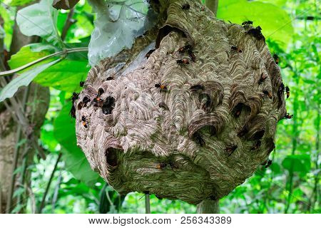 Big Wasp Looking For Food Give Larva On Wasp Nest