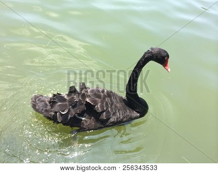 A Photo Of A Black Swan Photographed By The Lake In Xiamen, China, A Free-spirited Black Swan Flutte
