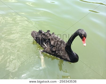 A Photo Of A Black Swan Photographed By The Lake In Xiamen, China, A Free-spirited Black Swan Flutte