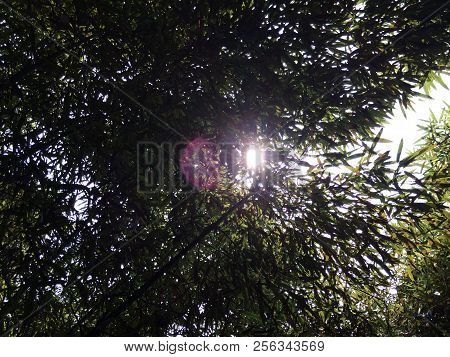 The Sun Shines In Changsha, China, The Sunlight Reflected By The Trees