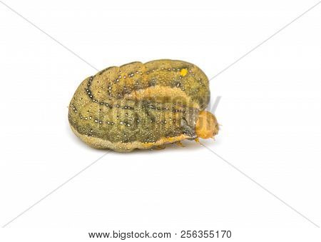 A Caterpillar Isolated On White Background. Close Up
