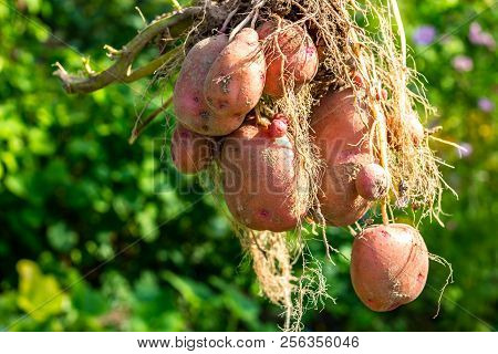 Potato Tuber After Harvesting, Zhuravinka Variety Close