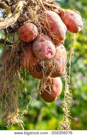 Potato Tuber After Harvesting, Zhuravinka Variety Close