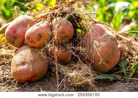 Potato Tuber After Harvesting, Zhuravinka Variety Close