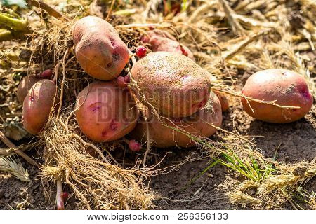 Potato Tuber After Harvesting, Zhuravinka Variety Close