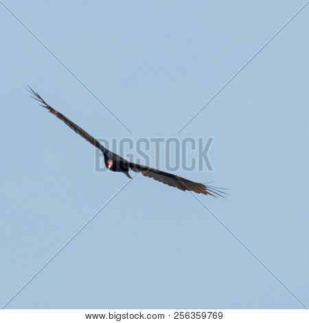 A Turkey Vulture Is Flying About Looking His Next Meal