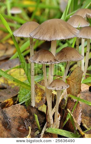 Brittlestem houba
