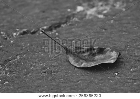 A Black And White Just Blowing Around On The Side Walk Fall Is Here.
