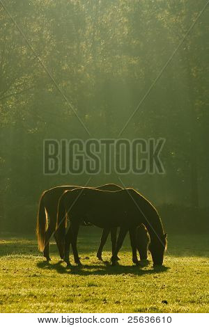 Dois cavalos pastam tranquilamente na luz solar