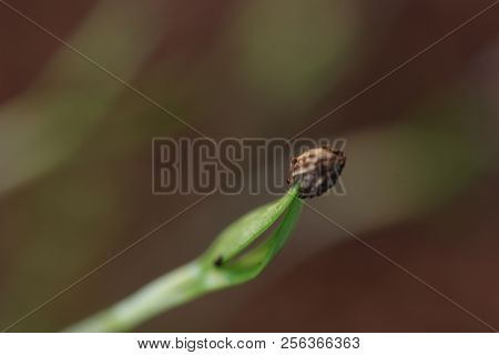Small Green Plant Growing In Ground Germinating From Seeds Springtime Summer Nature Process