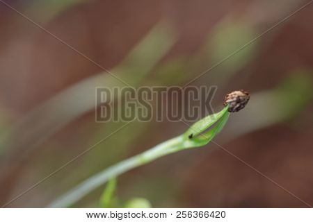 Small Green Plant Growing In Ground Germinating From Seeds Springtime Summer Nature Process