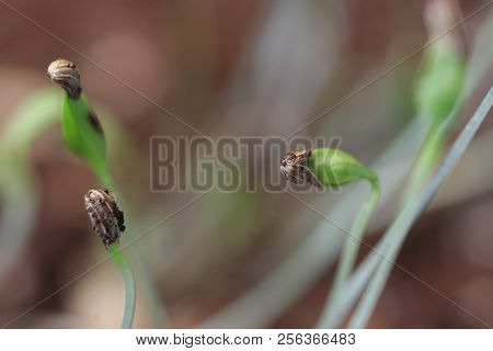 Small Green Plant Growing In Ground Germinating From Seeds Springtime Summer Nature Process