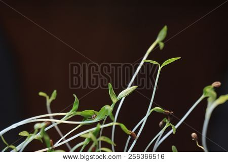 Small Green Plant Growing In Ground Germinating From Seeds Springtime Summer Nature Process
