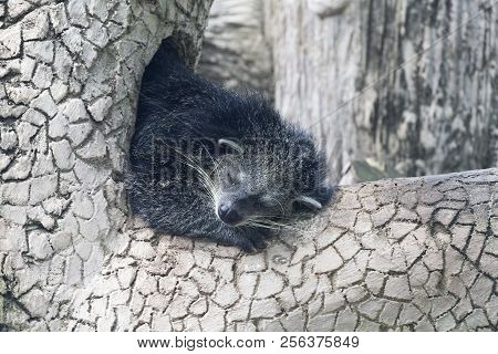 Binturong Sleeping On A Tree Branch In A Zoo